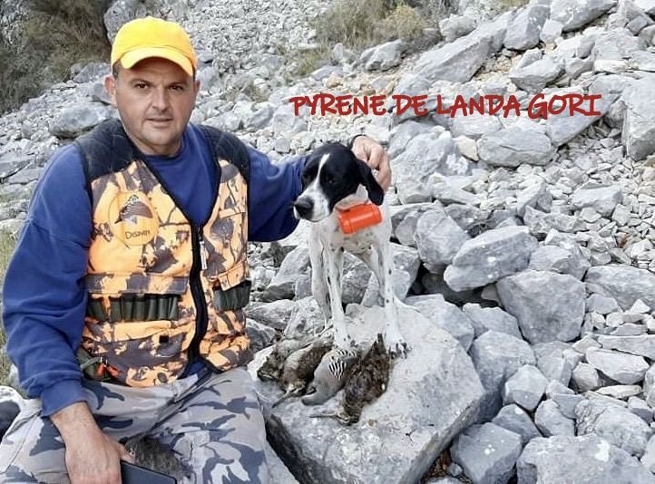 Elevage de landa gori