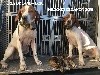 - IKUS et MILESKER DE LANDA GORI :Chasse la bécasse CANTABRIE .ESPAGNE