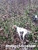 - JUNES DE LANDA GORI :Chasse la bécasse en CHARENTE !
