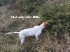 - OLA DE LANDA GORI (7mois) Chasse la bécasse HERAULT .!!