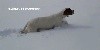 - MILESKER DE LANDA GORI :Chasse PERDREAUX dans la neige SERBIE !