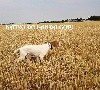 - NATXO DE LANDA GORI : Entraînement ..!