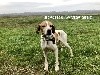 - JOKO DE LANDA GORI ;Chasse la bécassine !