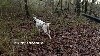 - JUNES DE LANDA GORI :Chasse la bécasse CHARENTE ..!