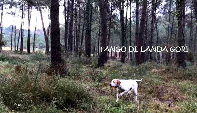 Elevage de landa gori