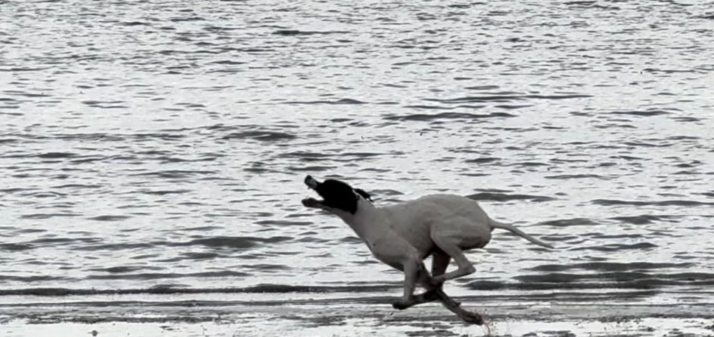 Txispa de landa gori