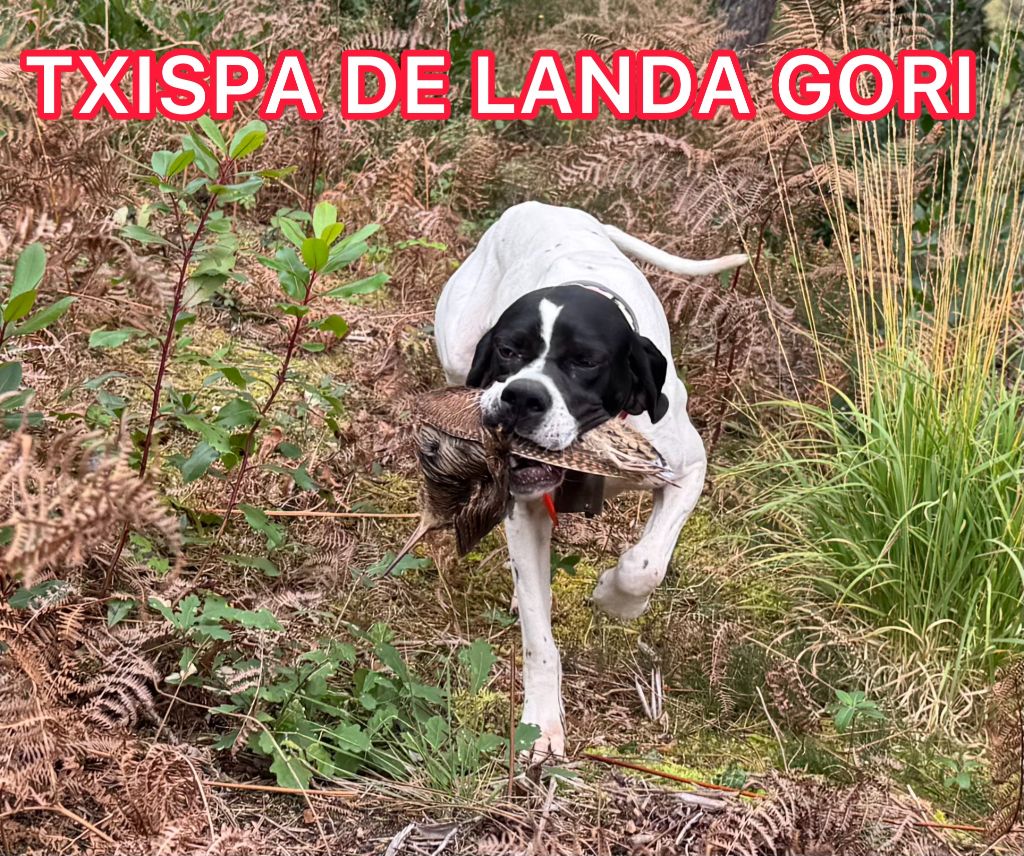 Txispa de landa gori