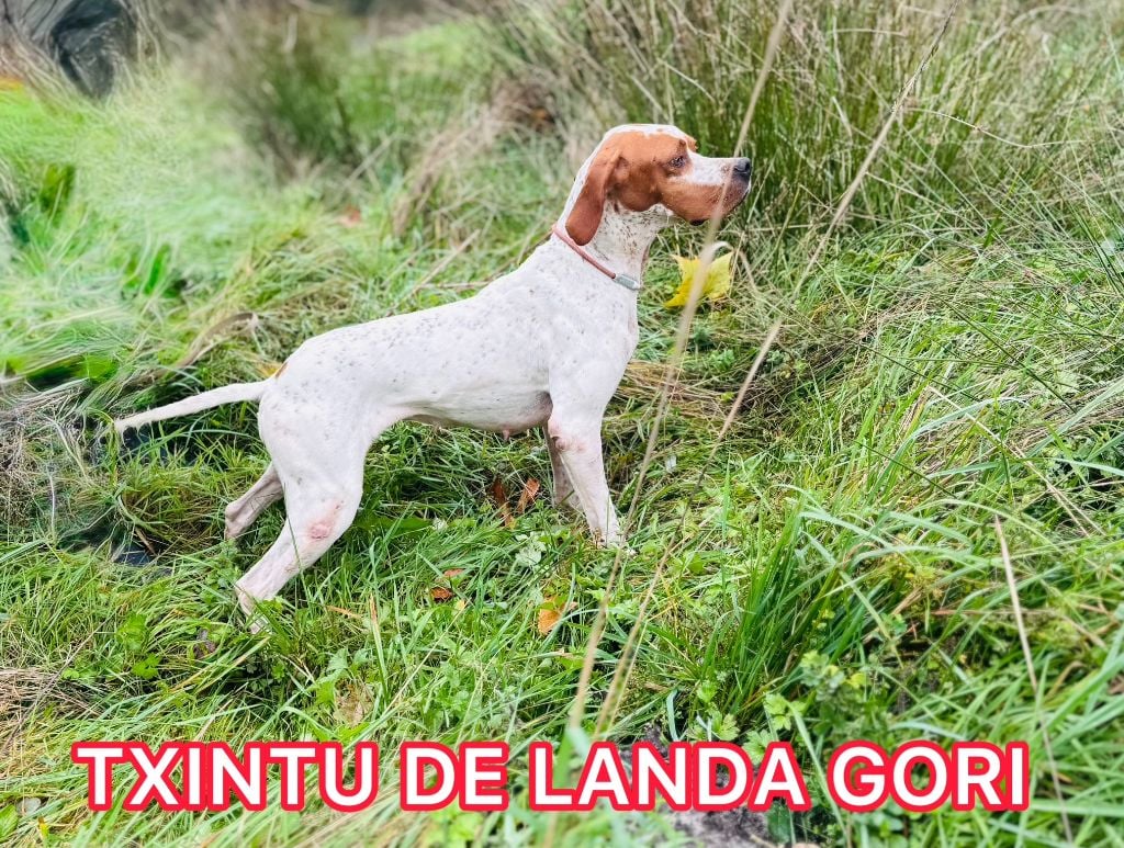 TR. Txintu de landa gori