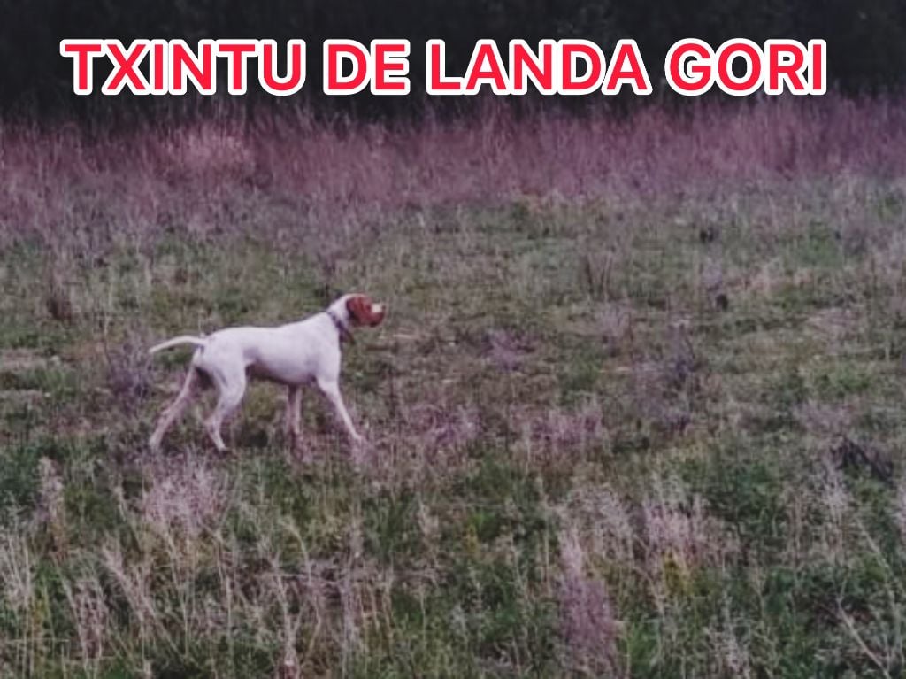 TR. Txintu de landa gori