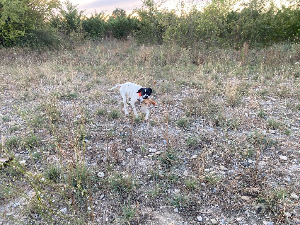 Txispa de landa gori