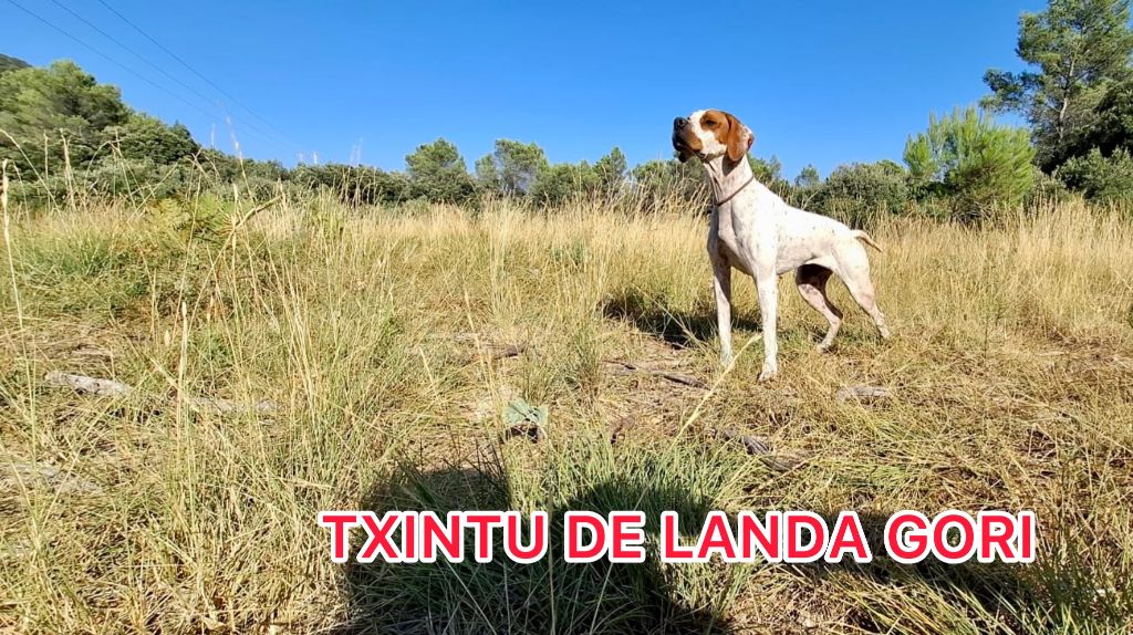 TR. Txintu de landa gori