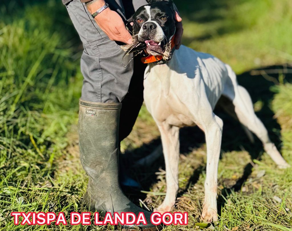 Txispa de landa gori