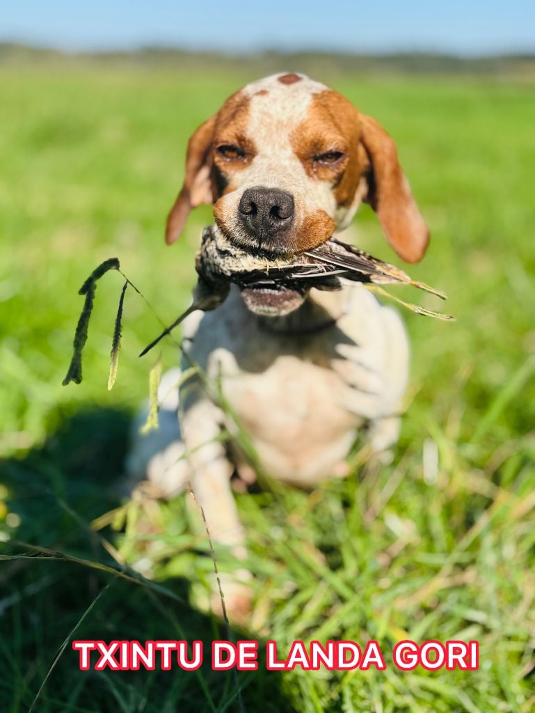 TR. Txintu de landa gori