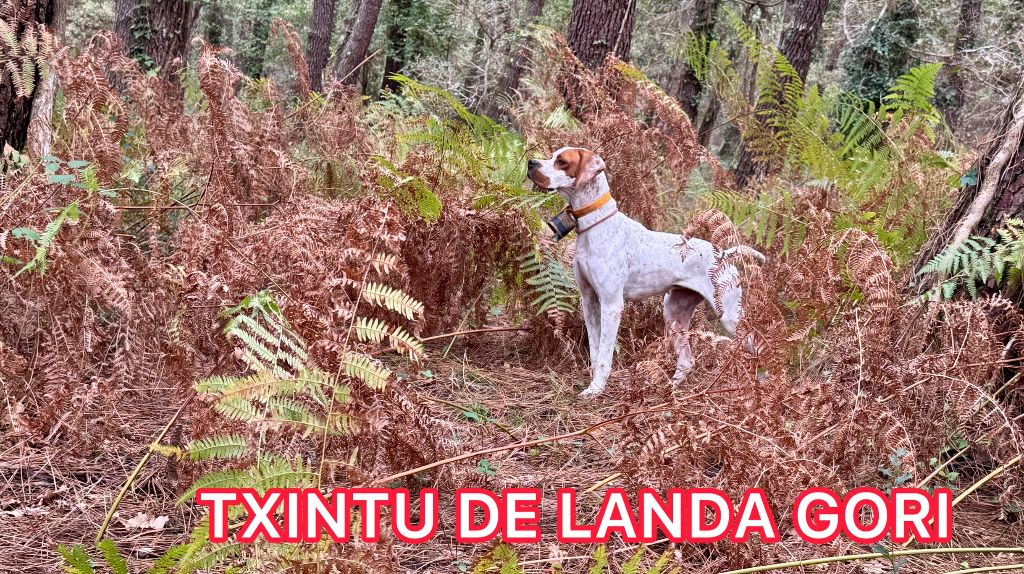 TR. Txintu de landa gori