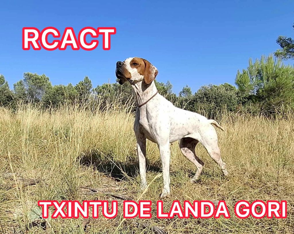 TR. Txintu de landa gori