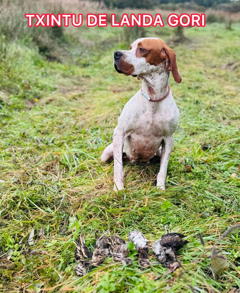 TR. Txintu de landa gori