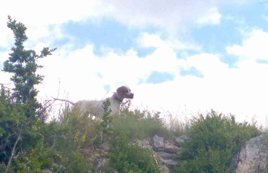 TR. Txintu de landa gori