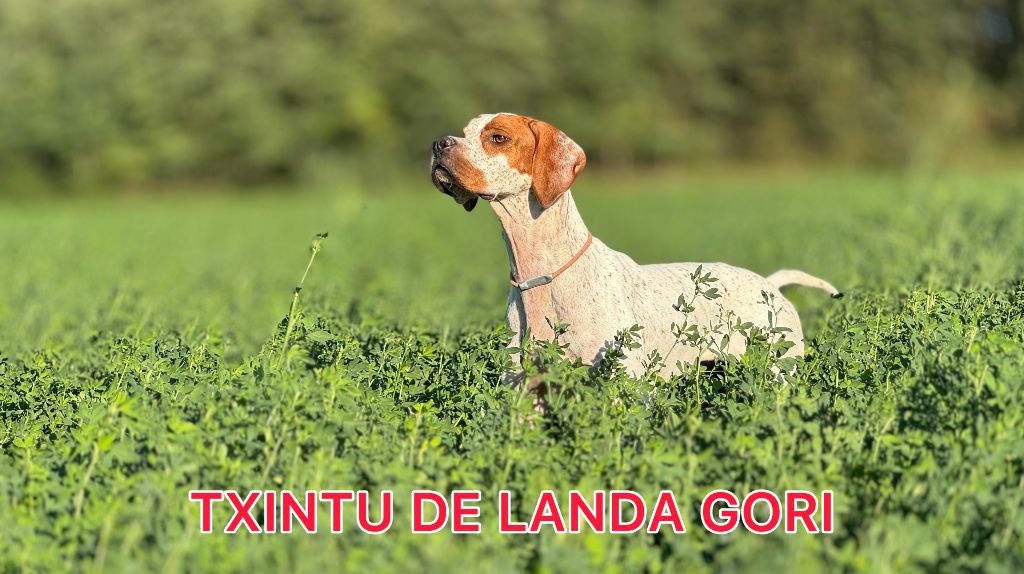 TR. Txintu de landa gori