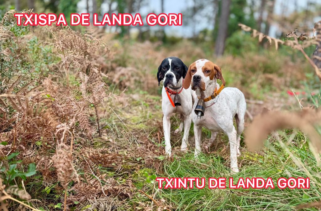 TR. Txintu de landa gori