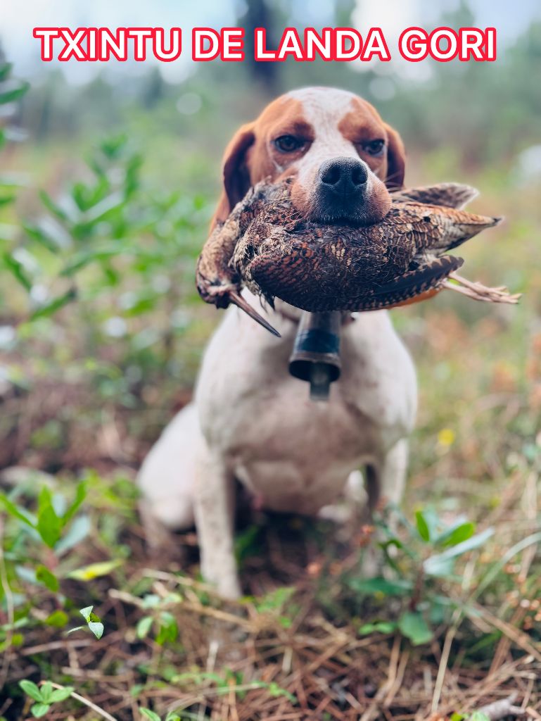 TR. Txintu de landa gori