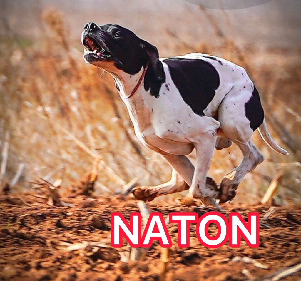 Txispa de landa gori