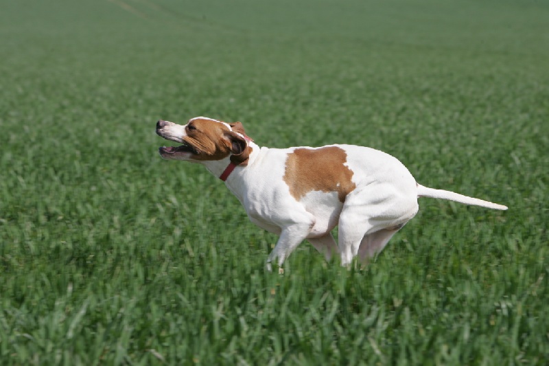 CH. Aoupa de landa gori - 1 CACT, 1er Excellent , 1 Excellent