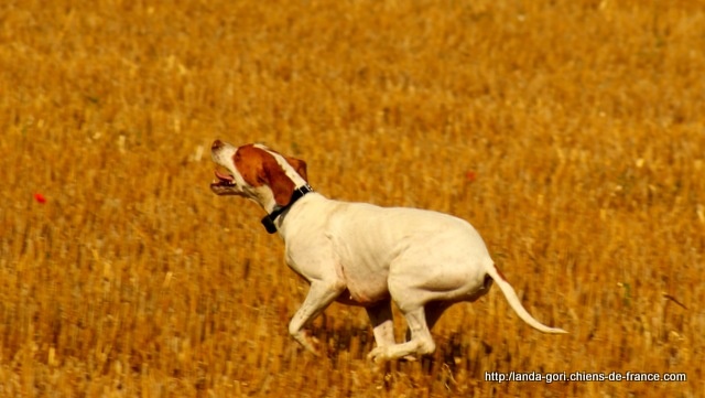 TR. Egun de landa gori - T B