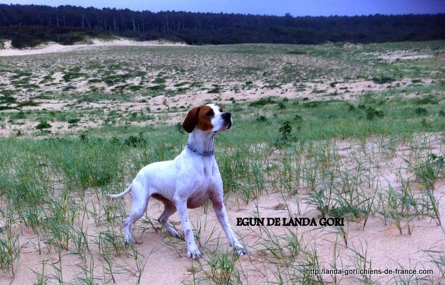 TR. Egun de landa gori - EXCELLEN