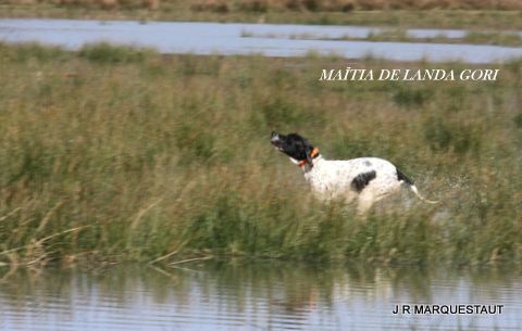 TR. MaÏtia de landa gori - EXCELLENT