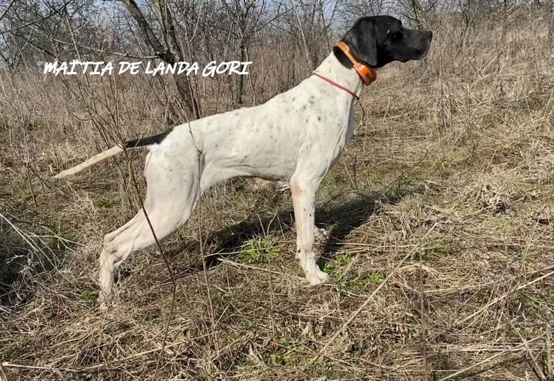 TR. MaÏtia de landa gori - EXCELLENT