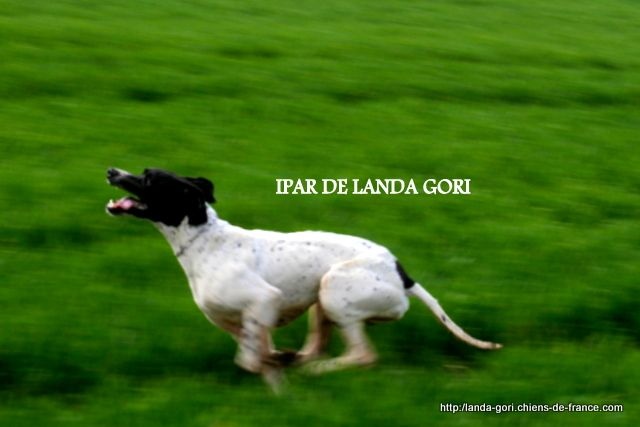 TR. Ipar de landa gori - EXCELLENT