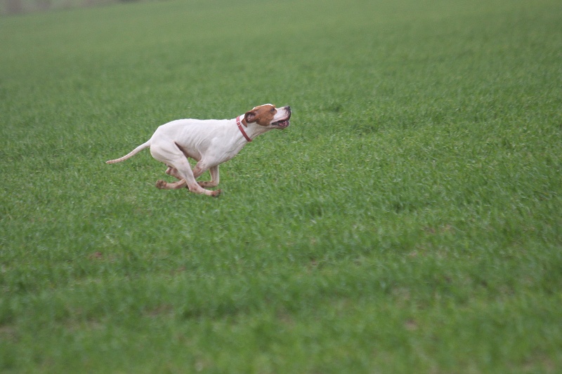 CH. Amstrong de landa gori - 1 RCACIT, CACT1er Exc,2,2em exc,1 exc,1 tb