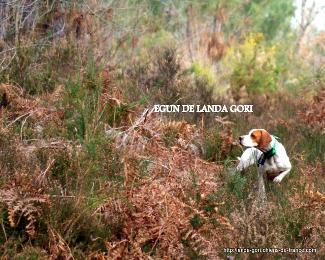 TR. Egun de landa gori - EXCELLENT