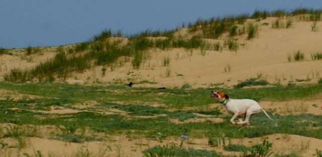 TR. Egun de landa gori - 1er EXCELLENT