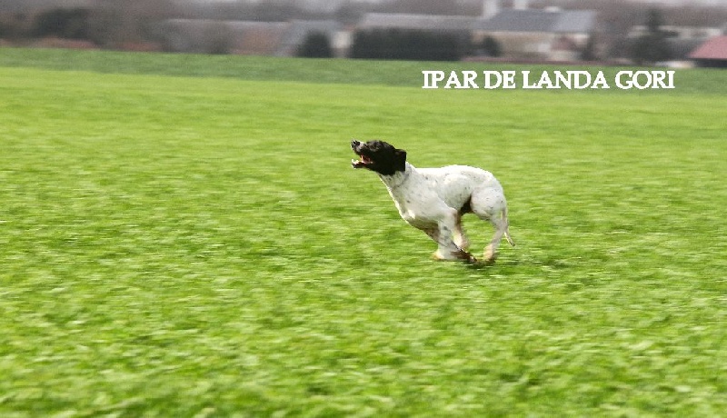 TR. Ipar de landa gori - 2eme EXCELLENT