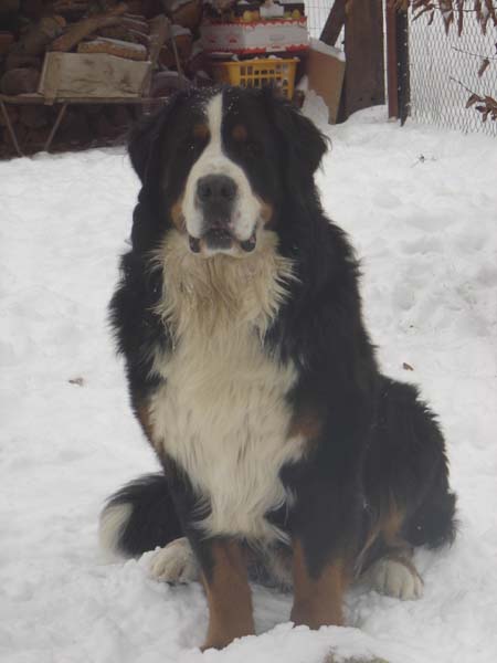 Publication : des Vertes Prairies du Pajot