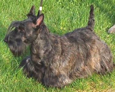 CH. Bella rossa dite julie la rousse Della Roccacia di Modigliana