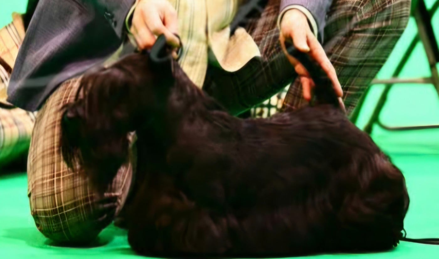 CH. Testarossa Della Roccacia di Modigliana