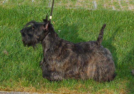 CH. Bella rossa dite julie la rousse Della Roccacia di Modigliana