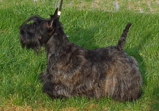 CH. Bella rossa dite julie la rousse Della Roccacia di Modigliana