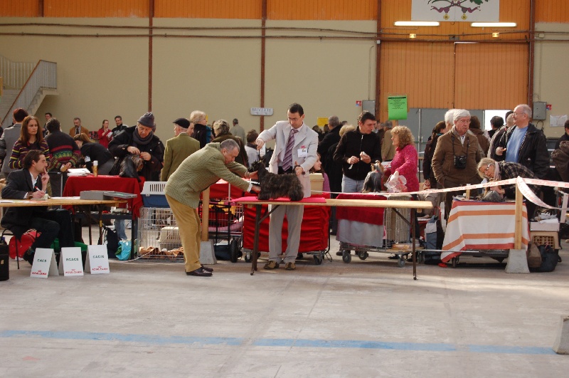 CH. Bella rossa dite julie la rousse Della Roccacia di Modigliana