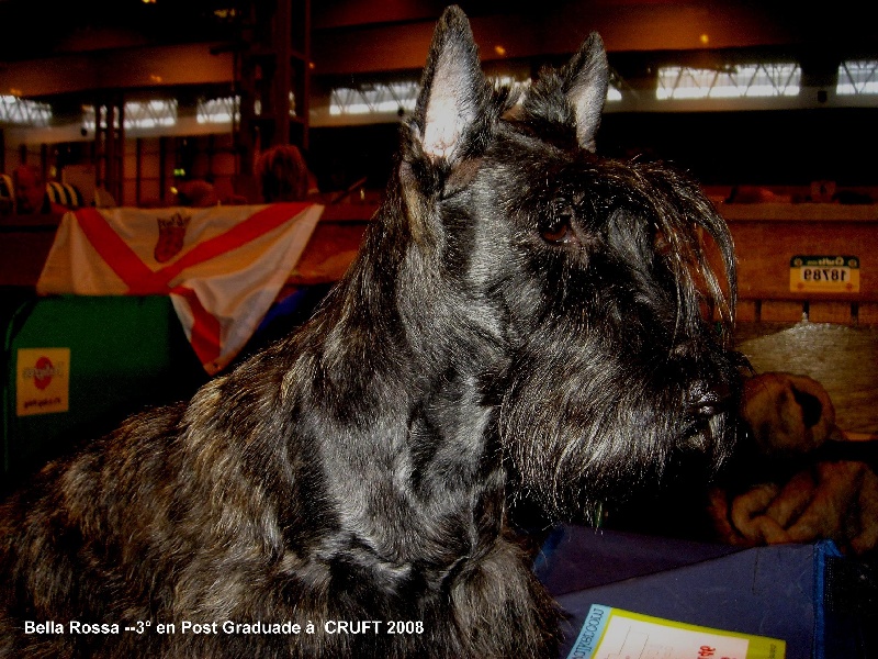 CH. Bella rossa dite julie la rousse Della Roccacia di Modigliana