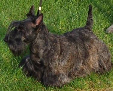 CH. Bella rossa dite julie la rousse Della Roccacia di Modigliana