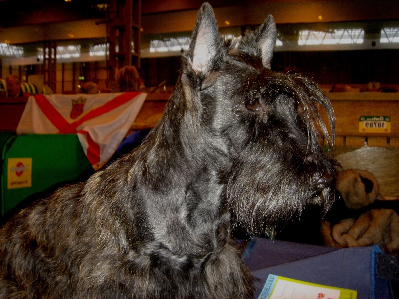 CH. Bella rossa dite julie la rousse Della Roccacia di Modigliana