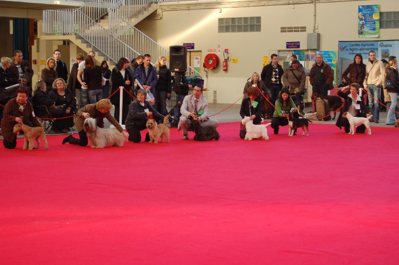 CH. Bella rossa dite julie la rousse Della Roccacia di Modigliana