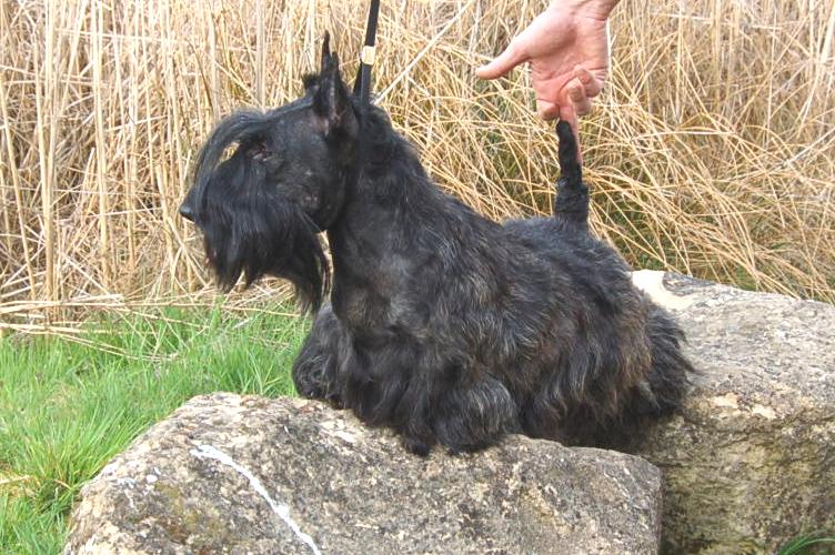 CH. Bella rossa dite julie la rousse Della Roccacia di Modigliana