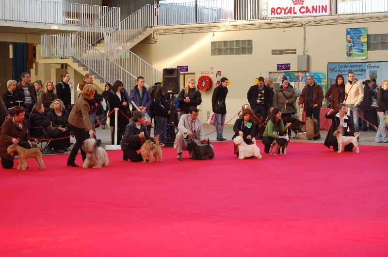 CH. Bella rossa dite julie la rousse Della Roccacia di Modigliana