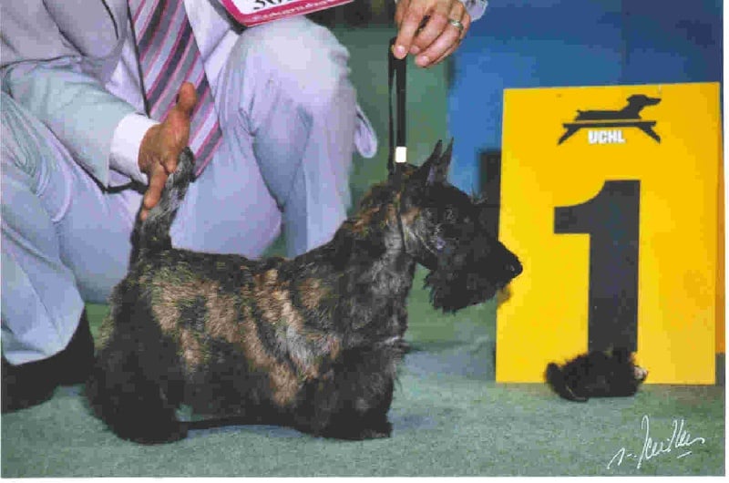 CH. Bella rossa dite julie la rousse Della Roccacia di Modigliana