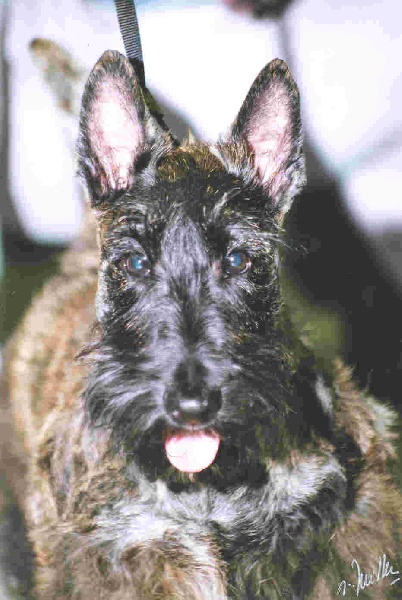 CH. Bella rossa dite julie la rousse Della Roccacia di Modigliana