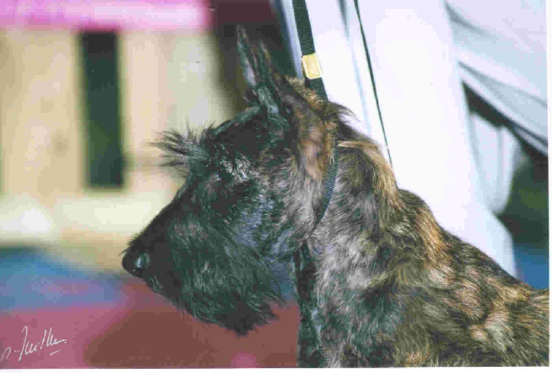 CH. Bella rossa dite julie la rousse Della Roccacia di Modigliana